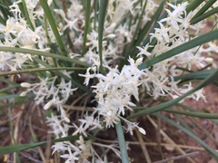 Lomandra effusa