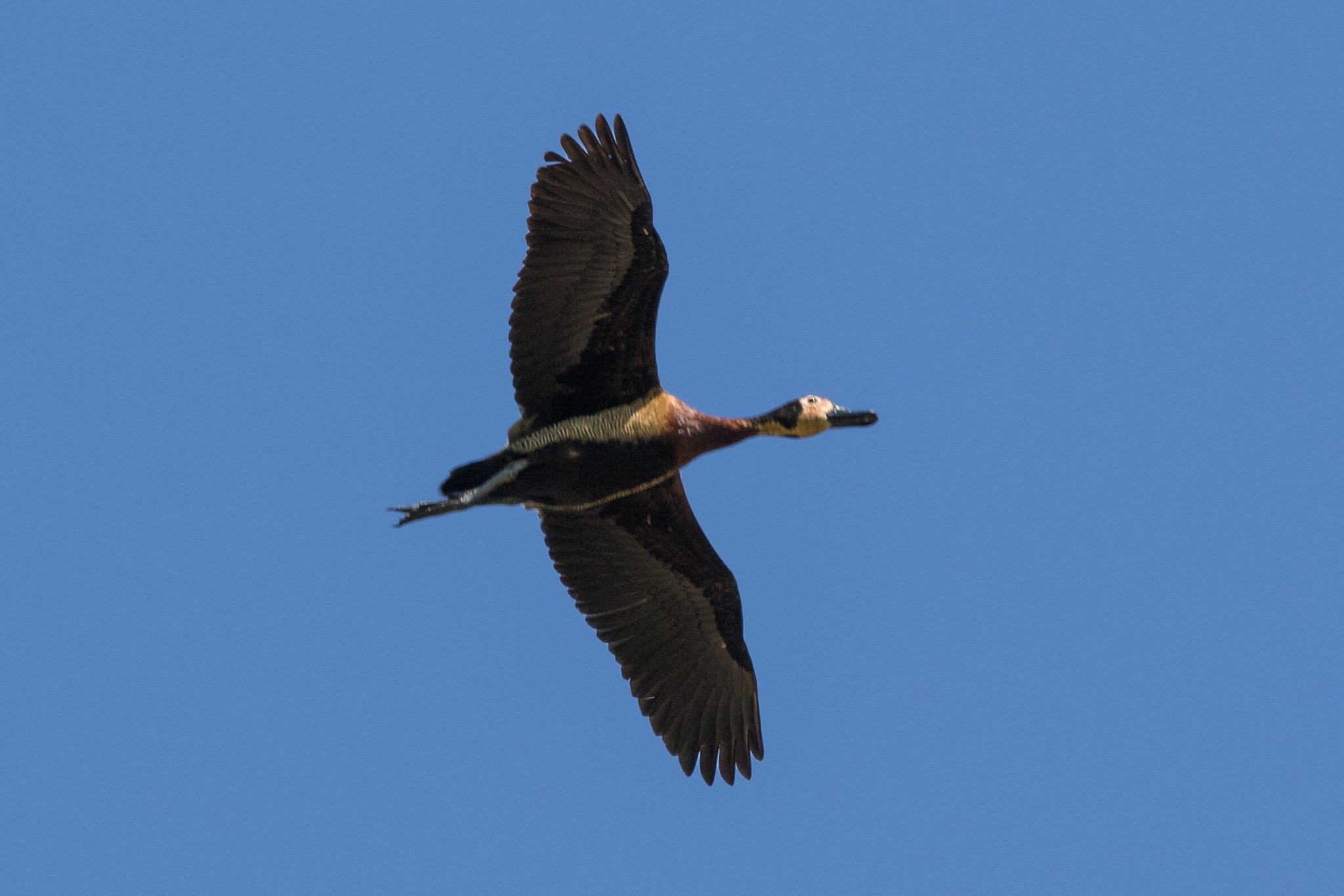 White-faced Whistling Duck (Dendrocygna viduata), photo 4