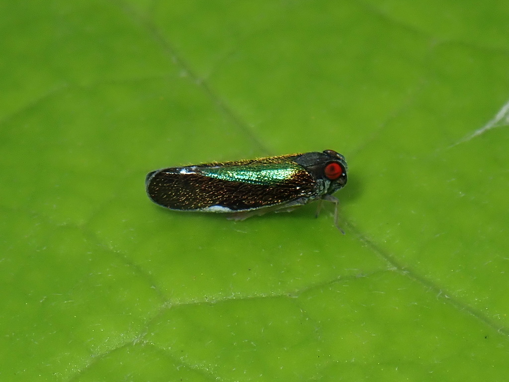 Muirolonia