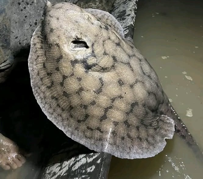 Smooth back river stingray (Potamotrygon orbignyi) — Potamotrygonidae