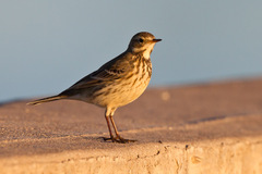Buff-Bellied Pipit photo 1