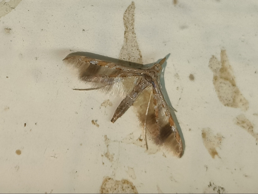 Oxychirota ceylonica