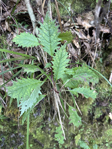 Centropogon grandidentatus, 2026-01-05