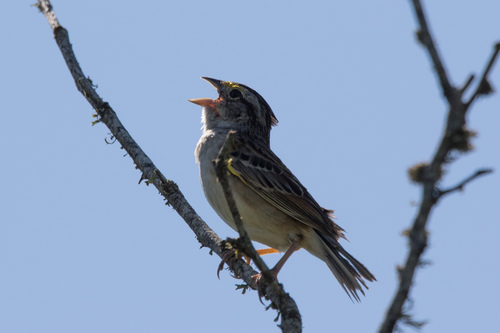 Grassland Sparrow (Ammodramus humeralis), photo 7