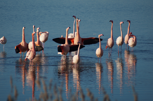 Greater Flamingo, South Holland, NL, photo 7 of 10