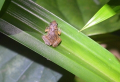 Microhyla achatina