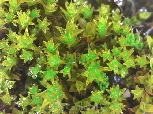 iNaturalist observation photo of Mosses