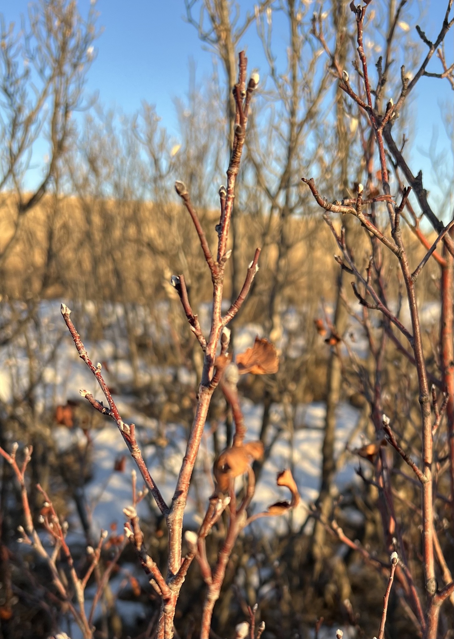 Saskatoon berry