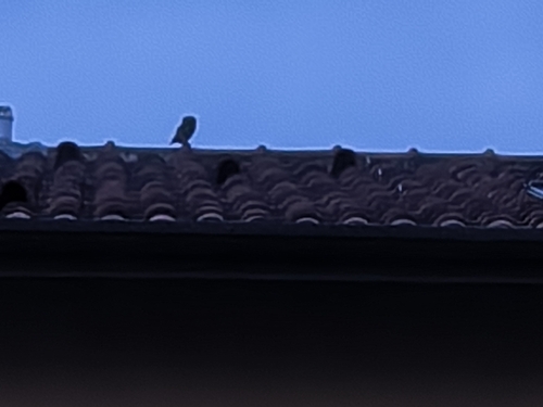 View observation of {o.common_name} on iNaturalist