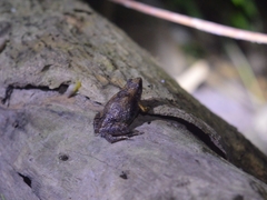 Microhyla achatina