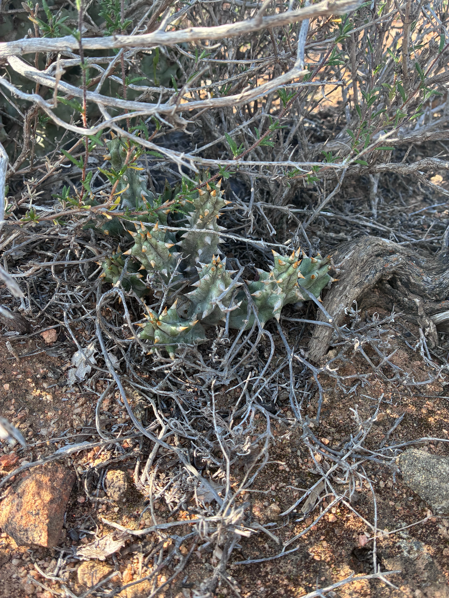 Stapelia pulla Aiton
