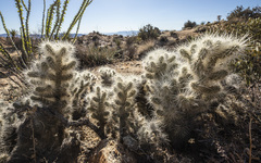 Cylindropuntia chuckwallensis