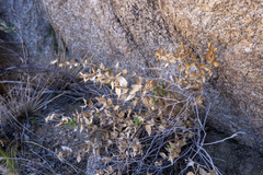 Brickellia atractyloides