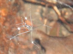 Metrocoris lituratus