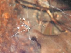 Metrocoris lituratus