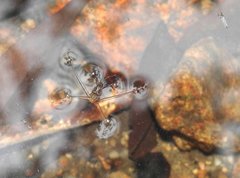 Metrocoris lituratus