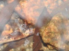 Metrocoris lituratus