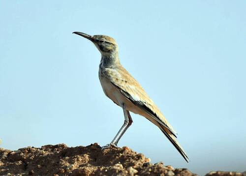 Greater Hoopoe-Lark