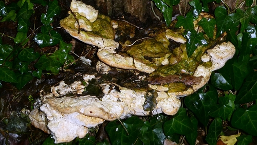 Rigidoporus ulmarius observed 2026-01-24