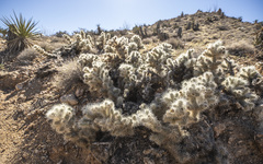 Cylindropuntia chuckwallensis
