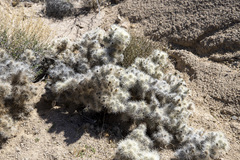 Cylindropuntia chuckwallensis