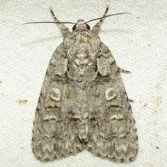 Acronicta modica