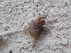 Stomoxys calcitrans