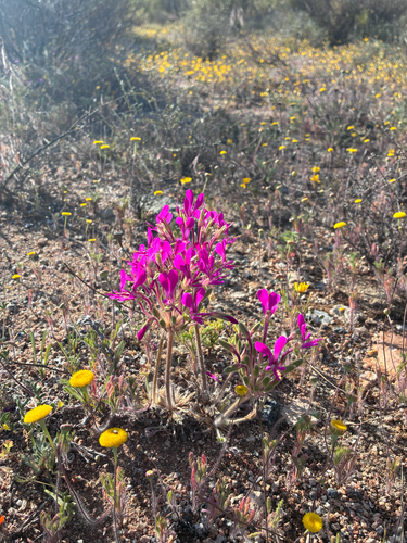 Pelargonium incrassatum, photograph 6