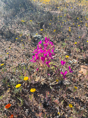 Pelargonium incrassatum, photograph author not stated, no rights reserved