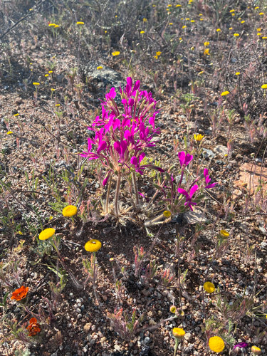 Pelargonium incrassatum, photograph 4