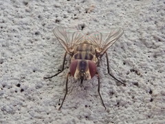 Stomoxys calcitrans