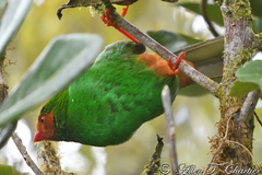 Chlorornis riefferii