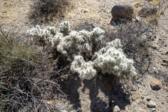 Cylindropuntia chuckwallensis