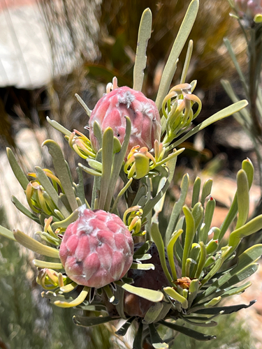 Linearleaf Conebush (Leucadendron album)