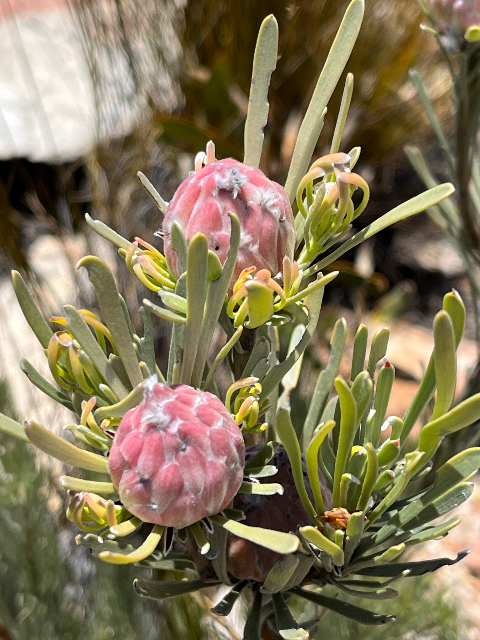 Linearleaf Conebush (Leucadendron album)