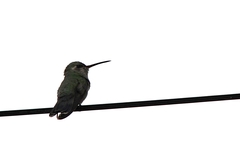 Cynanthus latirostris