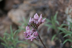 Cynanchum purpureum