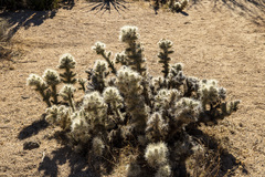 Cylindropuntia chuckwallensis