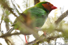 Chlorornis riefferii