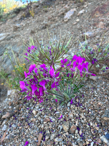 Pelargonium incrassatum, photograph 3