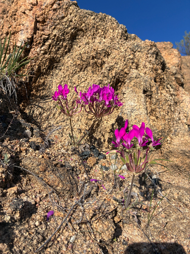 Neitjie Storksbill (Pelargonium incrassatum)