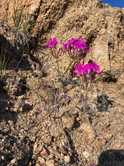 Pelargonium incrassatum, photograph author not stated, no rights reserved