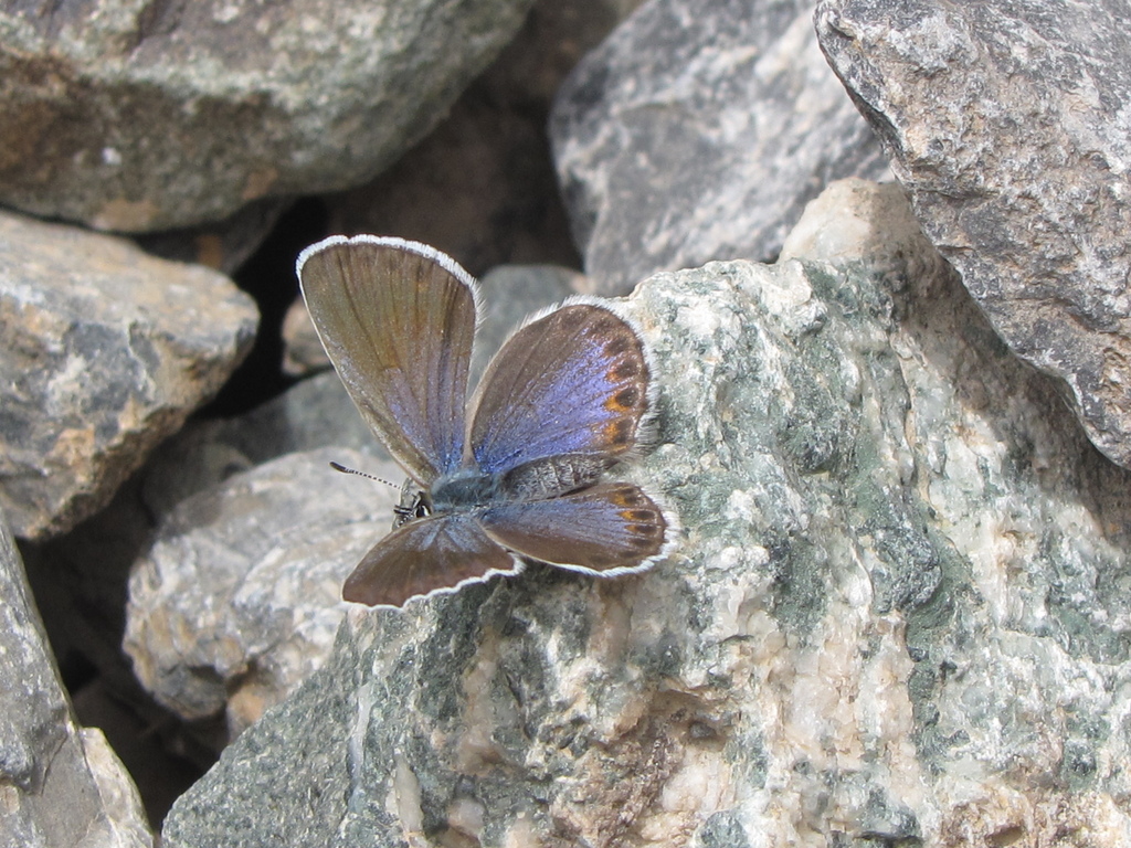 Plebejus nanshanicus