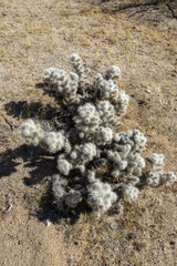 Cylindropuntia chuckwallensis