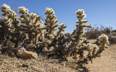 Cylindropuntia chuckwallensis