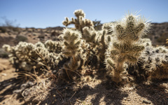 Cylindropuntia chuckwallensis