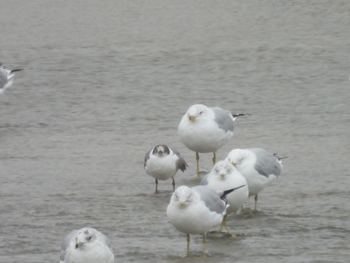 Franklin's Gull (Leucophaeus pipixcan), photo 5