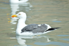 Yellow-Footed Gull photo 4