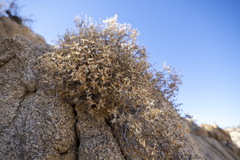 Brickellia atractyloides