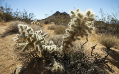 Cylindropuntia chuckwallensis